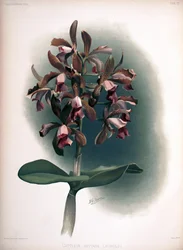 Cattleya tigrina als syn.: Cattleya guttata var. leopoldii